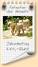 Patentier des Monats